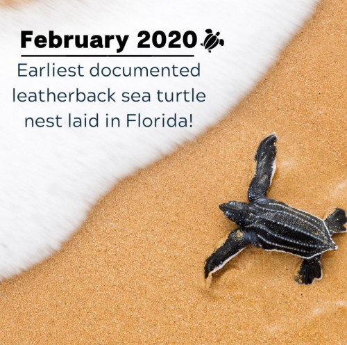 2020 Sea Turtle Nesting Season
